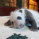 Illustration for article titled The National Zoo Names Their New Baby Panda Cub Bei Bei